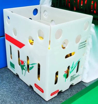 Cajas de embalaje de verduras reutilizables Cajas plegables de hoja ondulada personalizadas